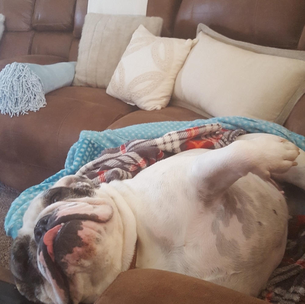 Husband for sale! And 2 Dogs ! - Picture 4 of 10